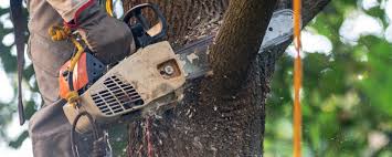 Best Tree Disease Treatment  in Sneedville, TN