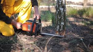 Best Lawn Pest Prevention  in Sneedville, TN