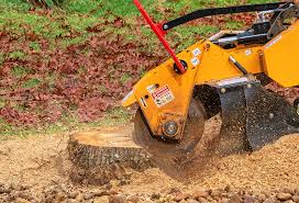 Best Fruit Tree Pruning  in Sneedville, TN