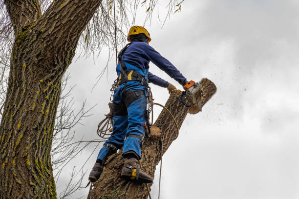 How Our Tree Care Process Works  in  Sneedville, TN