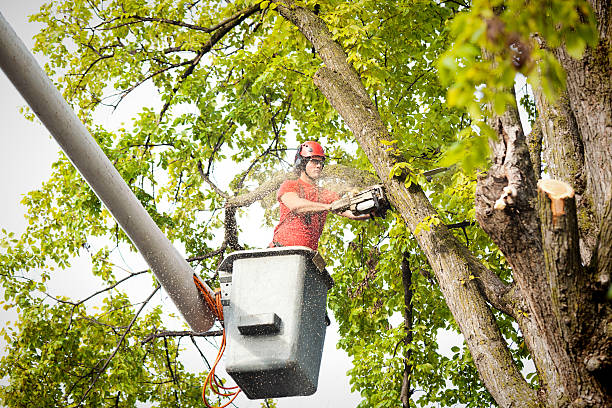 Best Seasonal Cleanup (Spring/Fall)  in Sneedville, TN