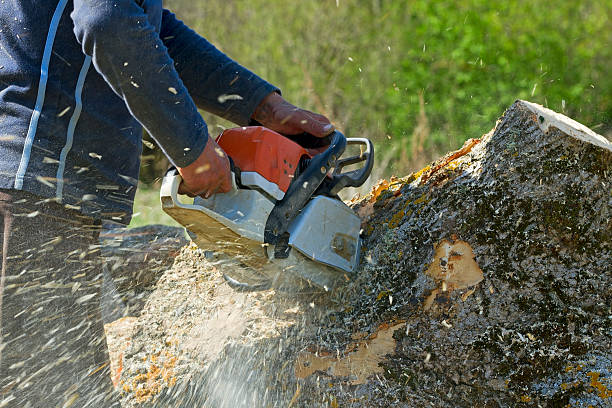 Best Tree Trimming and Pruning  in Sneedville, TN