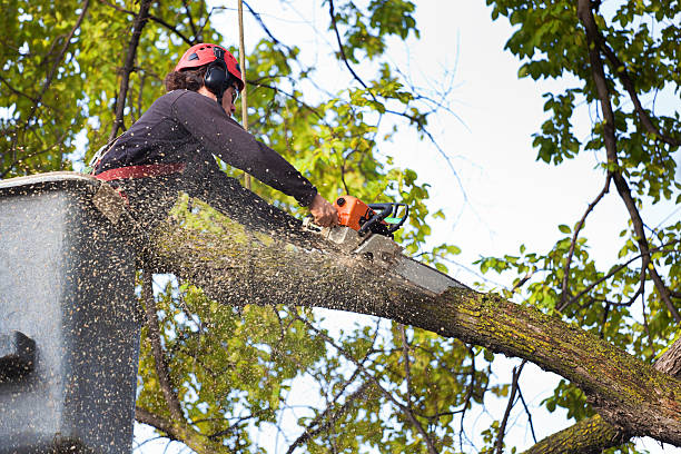 Best Emergency Tree Removal  in Sneedville, TN