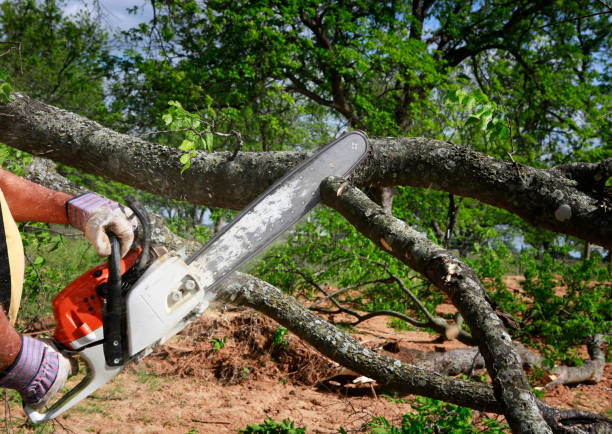 Trusted Sneedville, TN Tree Removal Experts