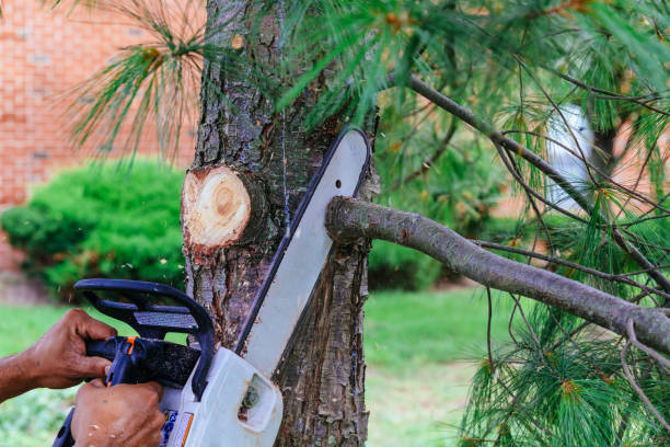 Best Tree Risk Assessment  in Sneedville, TN